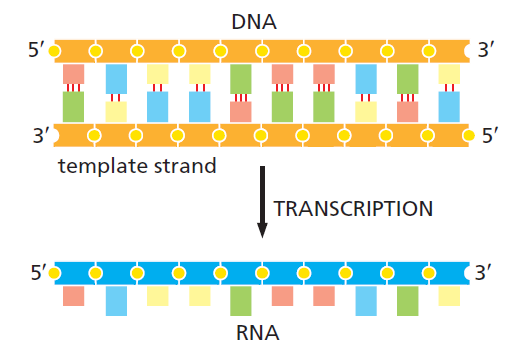 Figure 6-8.png